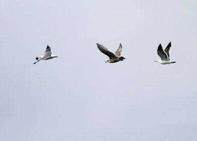 g3/01/618801/3/120094253.zS62MlVO.jpg