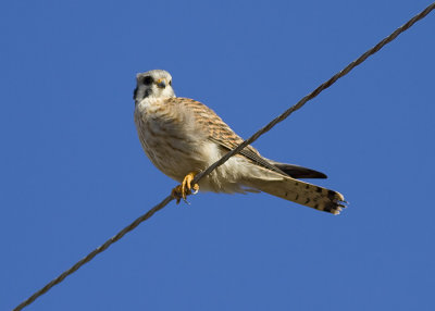 American Kestrel