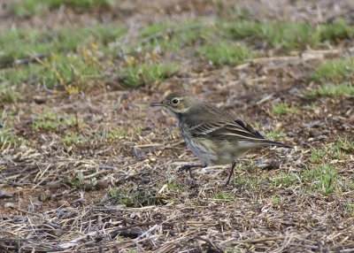 American Pipit