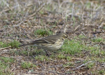 American Pipit