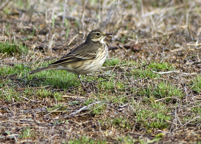 American Pipit