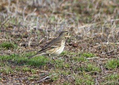 American Pipit