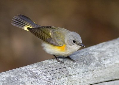 American Redstart 