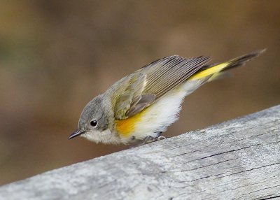 American Redstart 
