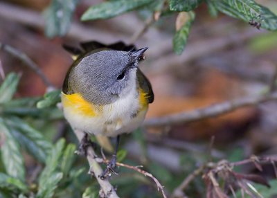 American Redstart 