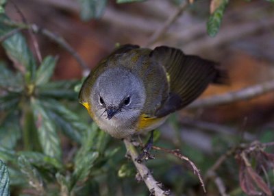 American Redstart 