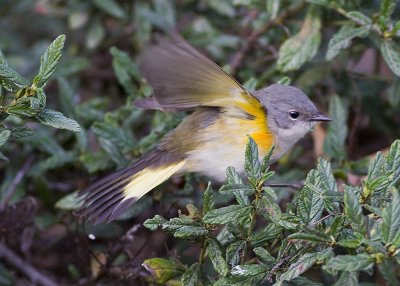 American Redstart 