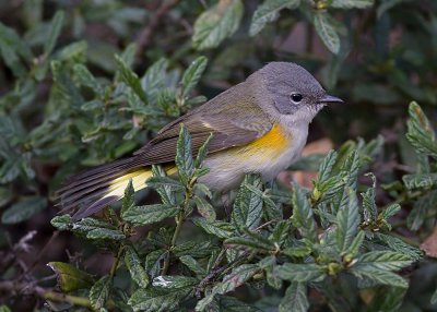 American Redstart (female)