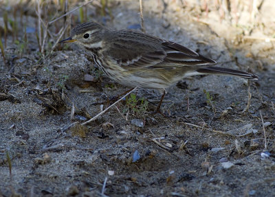 American Pipit