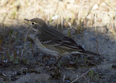 American Pipit