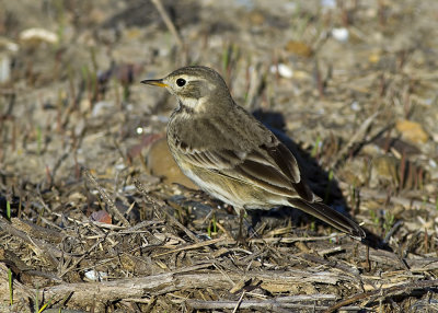 American Pipit