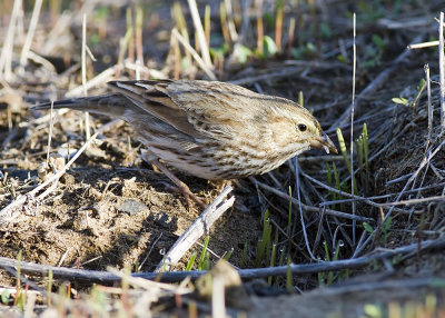 Large-billed Savannah Sparrow