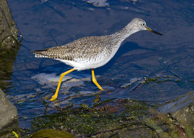 Greater Yellowlegs