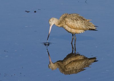 Marbled Godwit