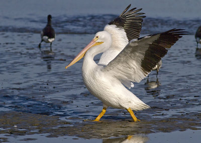 White Pelican