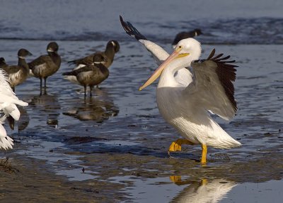 White Pelican