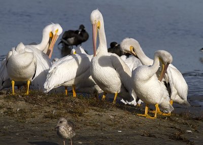 White Pelican
