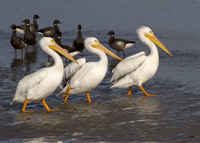 White Pelican