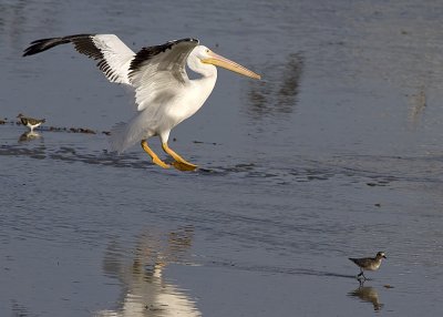 White Pelican