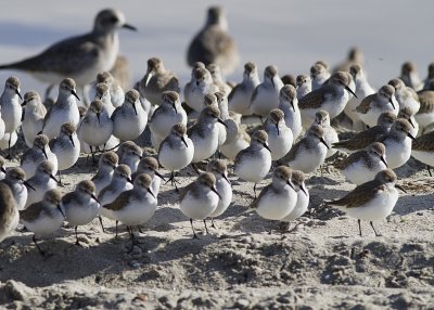 western-sandpiper05.jpg