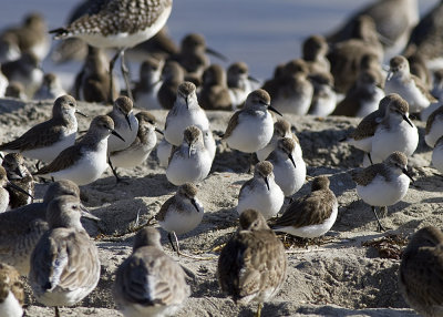 Western Sandpiper