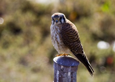 American Kestrel