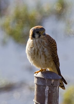 American Kestrel