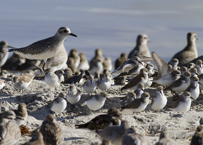 Black-bellied Plover, Sand Pipers