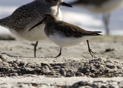 Dunlin