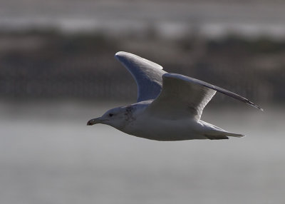 California Gull