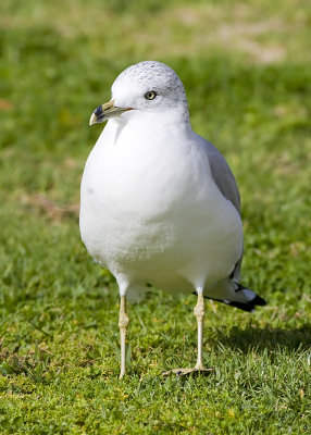 Ring-billed Gull