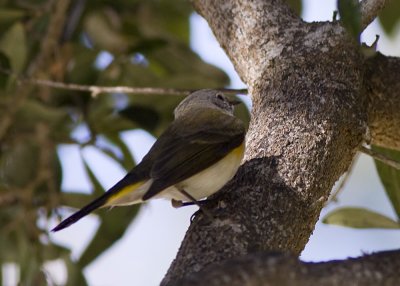 American Redstart 
