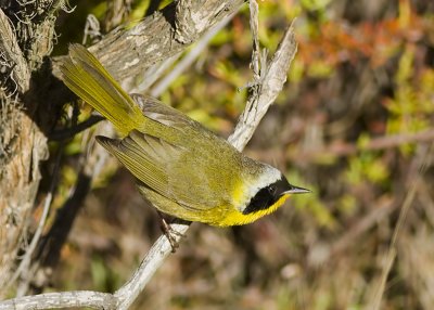 Common Yellowthroat