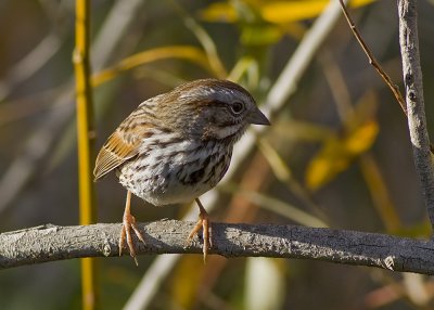 Song Sparrow