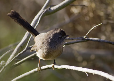 Wrentit