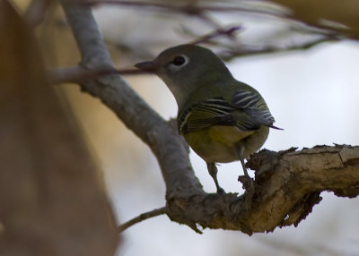 Cassin's Vireo