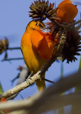 Bullock's Oriole