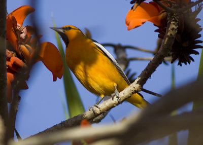 Bullock's Oriole