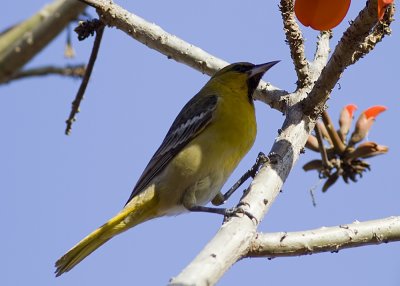 Orchard Oriole - First Year  male