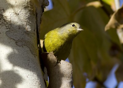 Orange-crowned Warbler