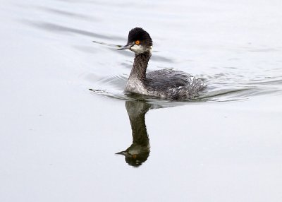 Eared Grebe