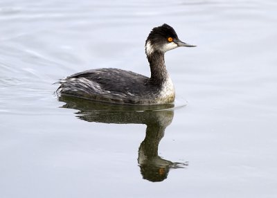 Eared Grebe