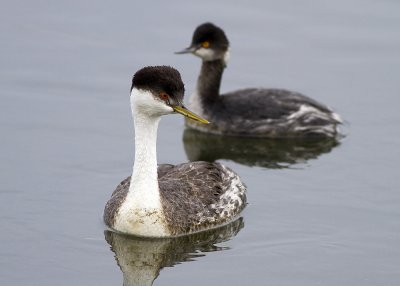 Western Greb and Eared Grebe