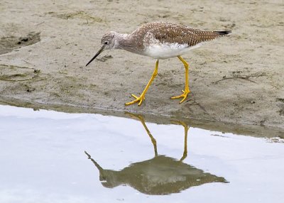 Greater Yellowlegs