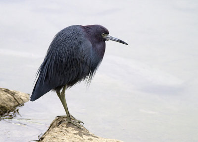 Little Blue Heron