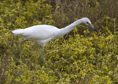 Little Blue Heron