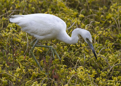 Little Blue Heron