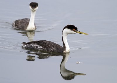 Western Grebe