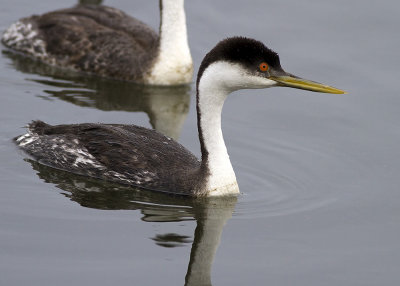 Western Grebe