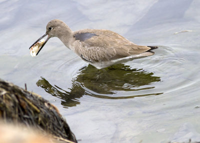 Willet